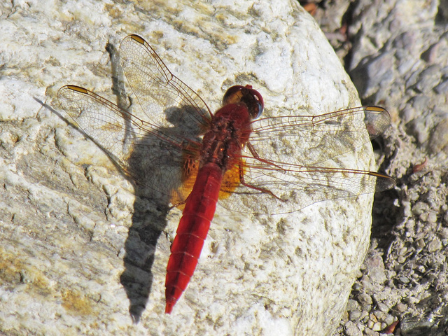 Broad Scarlet m (Crocothemis erythraea) 23-07-2012 10-06-40