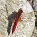 Broad Scarlet m (Crocothemis erythraea) 23-07-2012 10-06-40