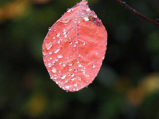 Autumn Rain