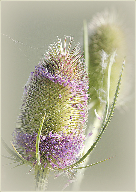 En fleurs