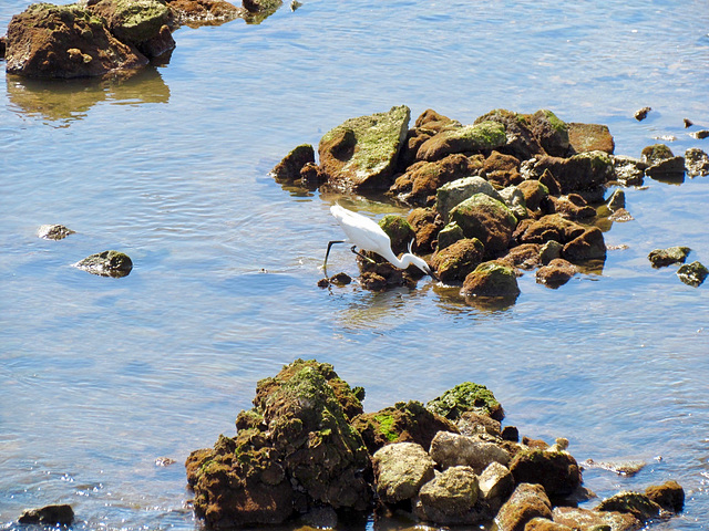 Little Egret seen from the Ponte Romana, Tavira (2015)