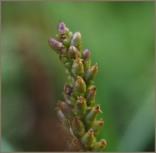 Plantain horsetails