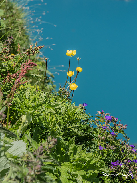 Butterbume Blumen im Hintergrund Wasser vom Vierwaldstättersee