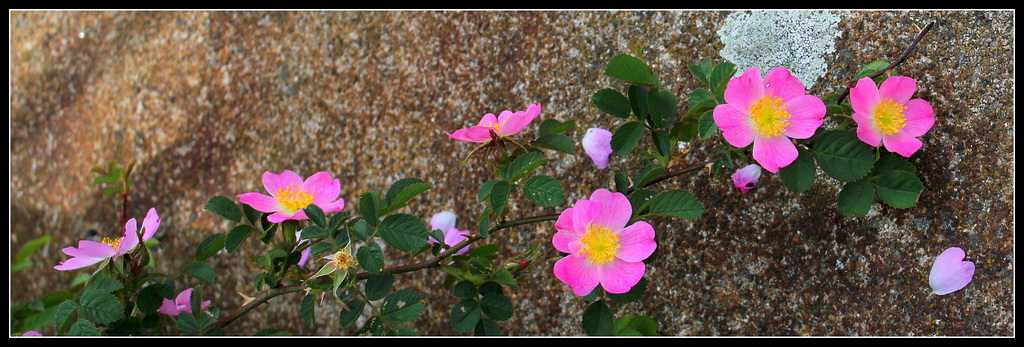 Rosa rubiginosa  (9)