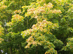 Trees turning colour for autumn