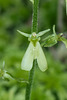 Neottia smallii (Appalachian Twayblade orchid) green [anthocyanin-free] form