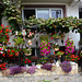 North Macedonia, Ohrid, Flowerbeds for Sale
