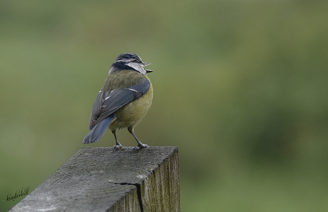 Blue Tit