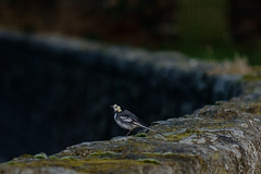 Pied Wagtail