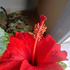 Hibiscus détail