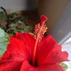 Hibiscus détail