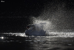 Blowing swan