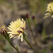 Urospermum picroides, Leituga de burro, ballet