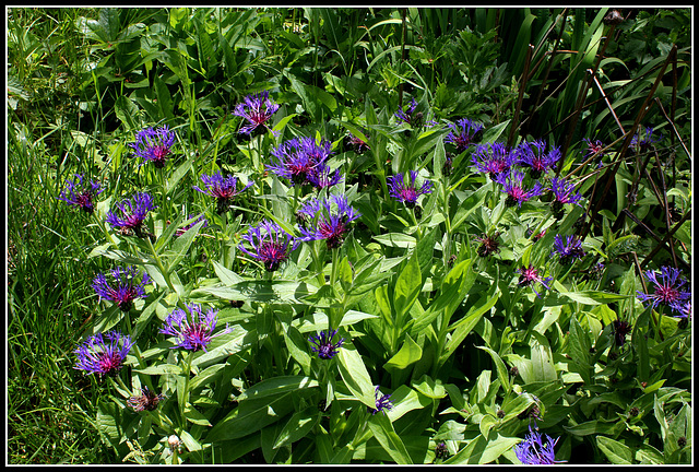 Centaurea montana