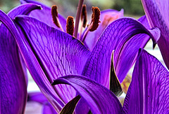 Purple Lily