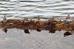 EOS 6D Peter Harriman 14 41 15 01830 Turnstones dpp