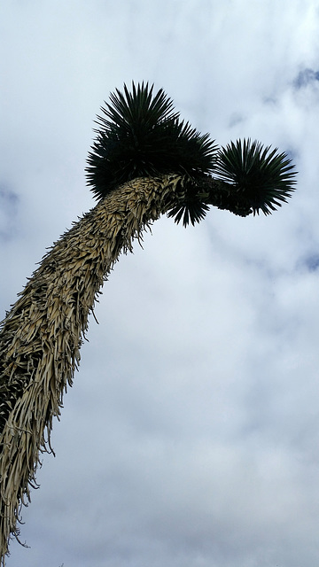 Yucca australis