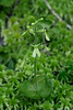 Neottia smallii (Appalachian Twayblade orchid) green [anthocyanin-free] form