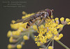 Hover-fly on Fennel East Blatchington July 2021