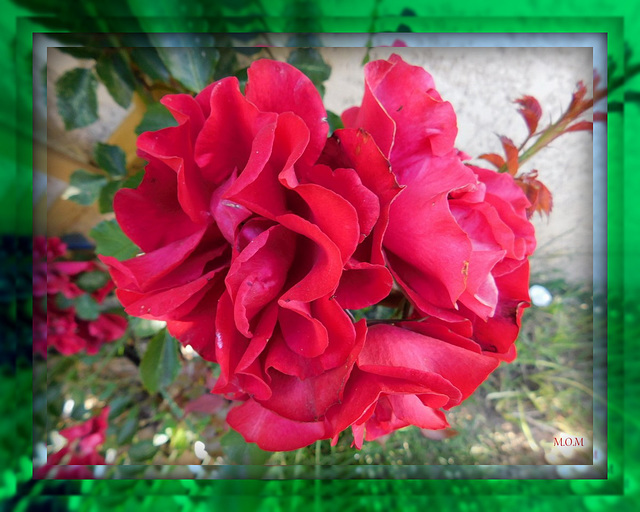 Roses d'antan et d'aujourd'hui pour tous*************