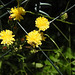 20230620 1049CP~V [D~LIP] Kleinköpfiger Pippau (Crepis capillaris), Insekt, Bad Salzuflen