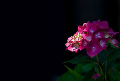 Hortensie im Sonnenstrahl