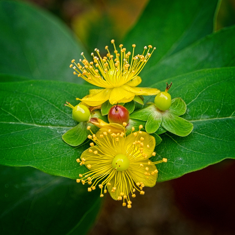 St John's Wort