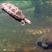 Schildkröte auf Tauchstation