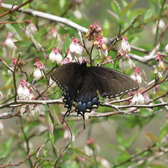 Black swallowtail on blueberry flowers