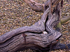 Driftwood