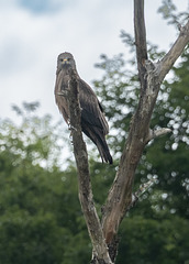 milan noir milan noir