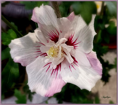 Hibiscus syriacus ...Bonne semaine mes ami(e)s ❤️