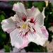 Hibiscus syriacus ...Bonne semaine mes ami(e)s ❤️