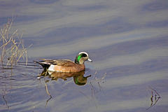 American Widgeon (Male)