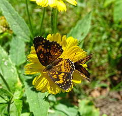 Phaon Crescent Butterflies Phyciodes phaon) on False Sunflowers .... again