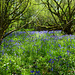 Bluebell time