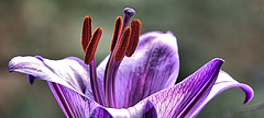 Purple Lily