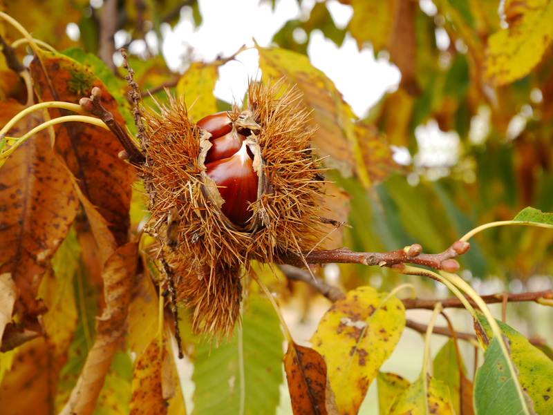 Castanhas - Triplets !