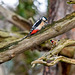 Great spotted woodpecker and goldfinch