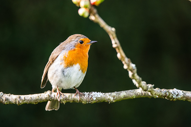 Rotkehlchen im Dartington Hall Garten - 20190317