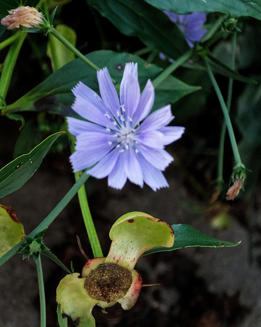 Chicory