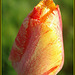 **Tulipe **