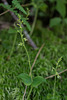 Neottia smallii (Appalachian Twayblade orchid) green [anthocyanin-free] form