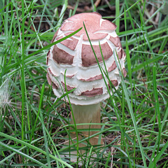 Shaggy parasol / Macrolepidota rhachodes