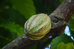Dominican Republic, Cocoa Fetus
