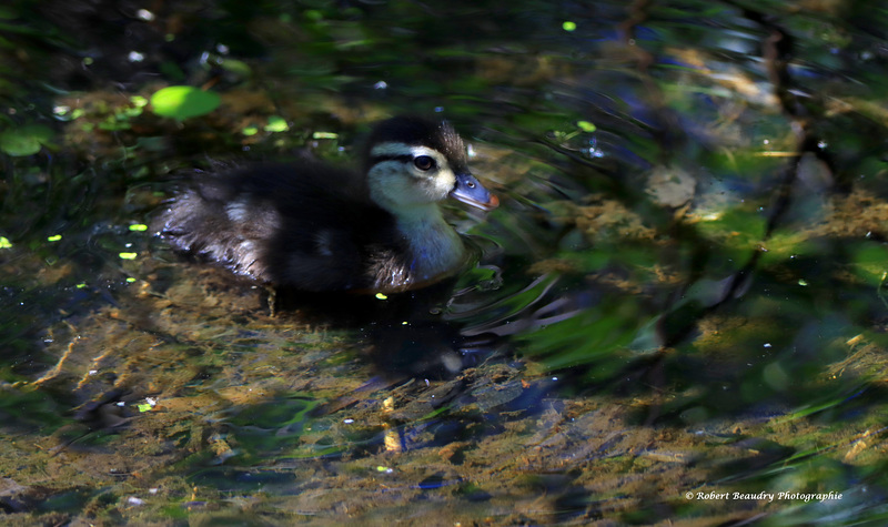 Bébé canard brachu