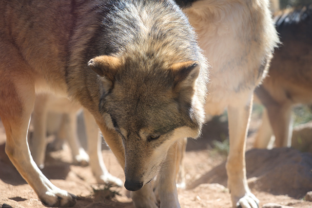 Loup en Gévaudan.