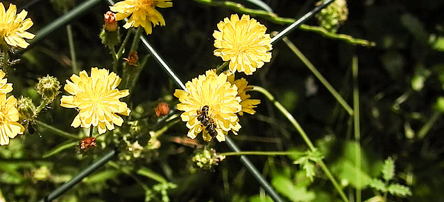 20230620 1049dCPw [D~LIP] Kleinköpfiger Pippau (Crepis capillaris), Insekt, Bad Salzuflen