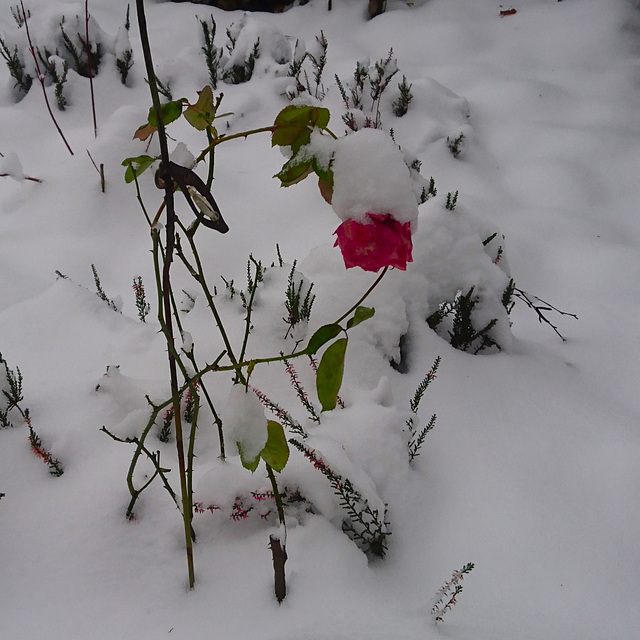 Schneerose