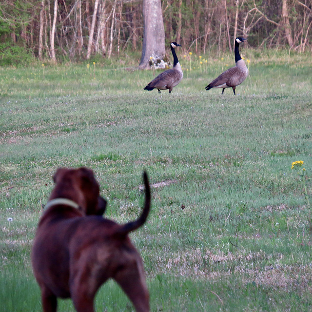 Canada geese on neighbor's lawn